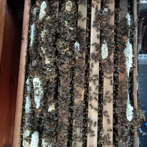 蜂群&授粉蜂（笼蜂&箱蜂）