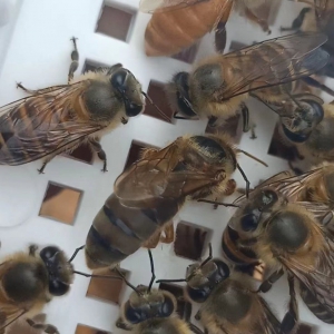 蜂种&毒疗蜂（邮寄王笼装）