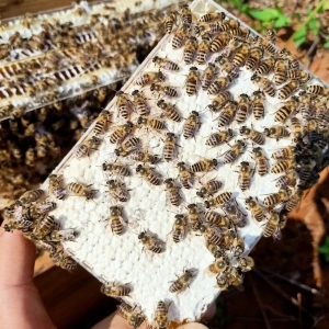 云南本地中蜂巢盒蜜（盒装）