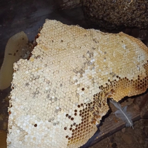 云南本地中蜂自然蜜脾（餐盒装）