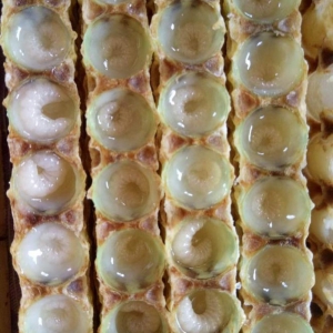 蜂王浆&蜂王胎（瓶装、鲜活）